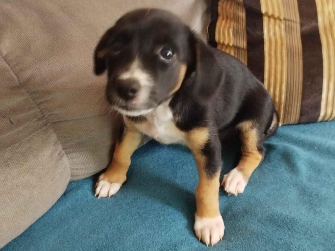 Cachorro raça Basset-Cofap idade Abaixo de 2 meses nome Pretinha 