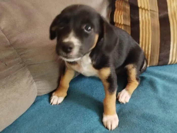 Cachorro ra a Basset-Cofap idade Abaixo de 2 meses nome Pretinha 