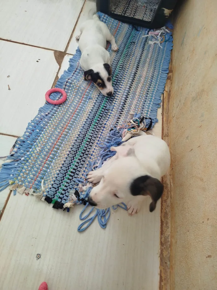Cachorro ra a Basset-Cofap idade Abaixo de 2 meses nome Sem Nomes 