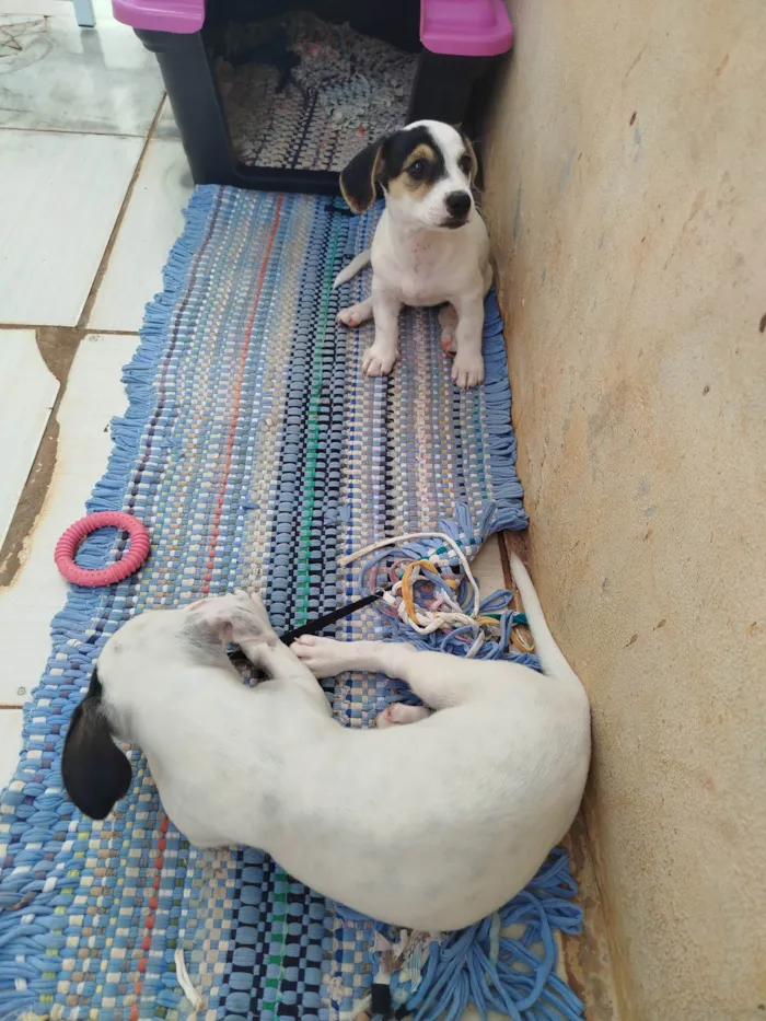 Cachorro ra a Basset-Cofap idade Abaixo de 2 meses nome Sem Nomes 