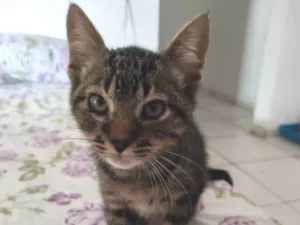 Gato raça Exótico idade Abaixo de 2 meses nome JOHNNY