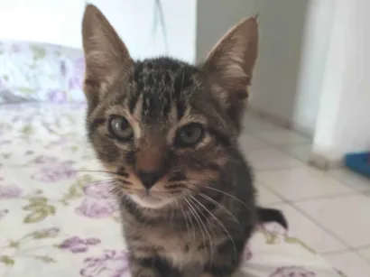Gato raça Exótico idade Abaixo de 2 meses nome JOHNNY
