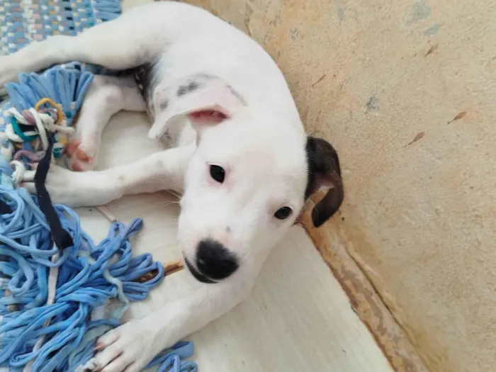 Cachorro ra a Basset-Cofap idade Abaixo de 2 meses nome Sem Nomes 