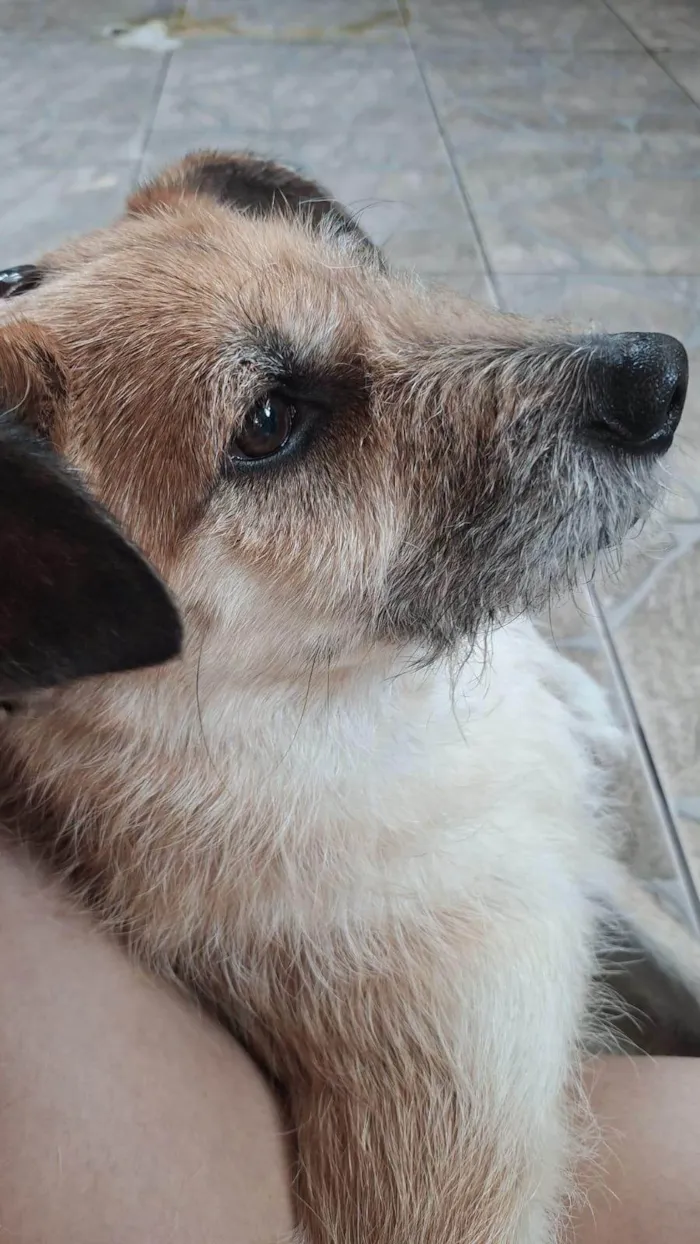 Cachorro ra a SRD-ViraLata idade 2 anos nome Whisky