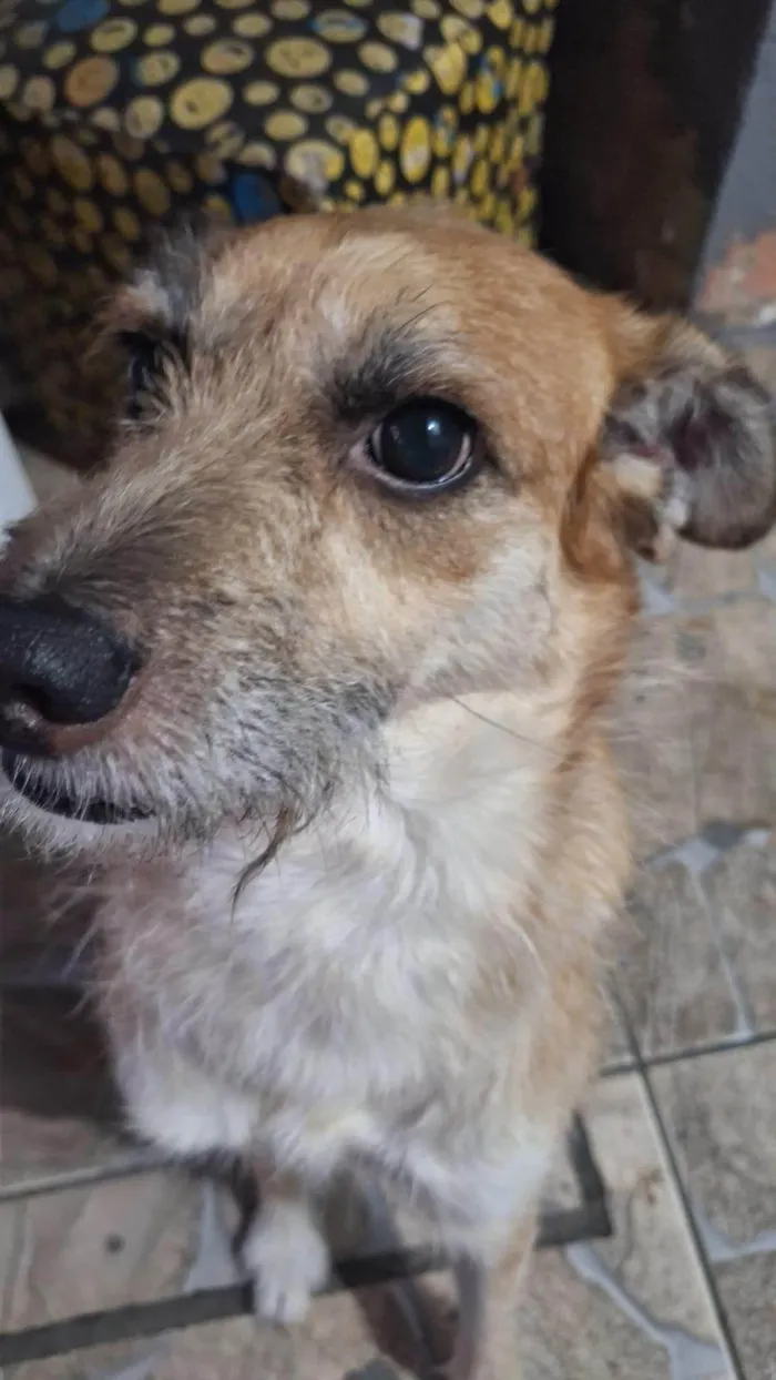 Cachorro ra a SRD-ViraLata idade 2 anos nome Whisky