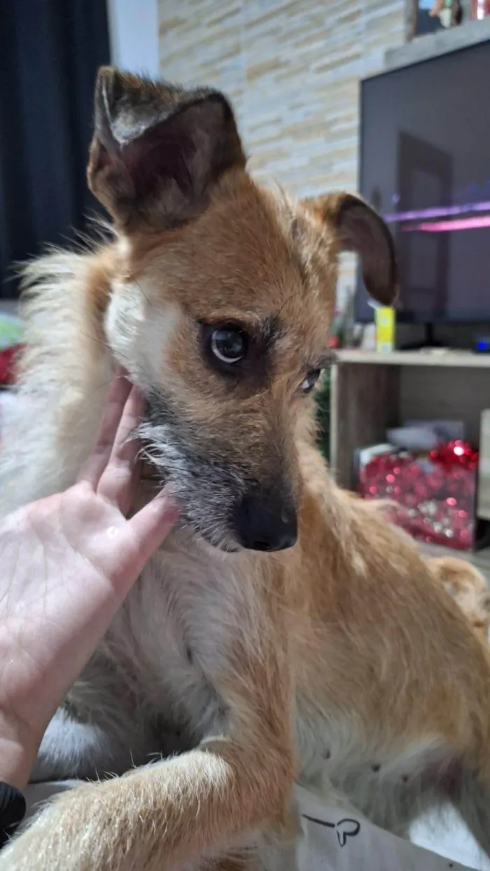 Cachorro ra a SRD-ViraLata idade 2 anos nome Whisky