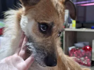 Cachorro raça SRD-ViraLata idade 2 anos nome Whisky