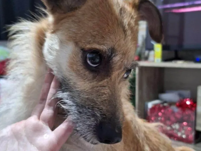 Cachorro ra a SRD-ViraLata idade 2 anos nome Whisky