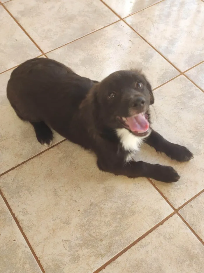 Cachorro ra a SRD-ViraLata idade 2 a 6 meses nome Sem nome