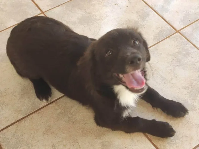 Cachorro ra a SRD-ViraLata idade 2 a 6 meses nome Sem nome
