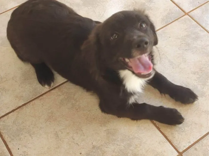 Cachorro ra a SRD-ViraLata idade 2 a 6 meses nome Sem nome