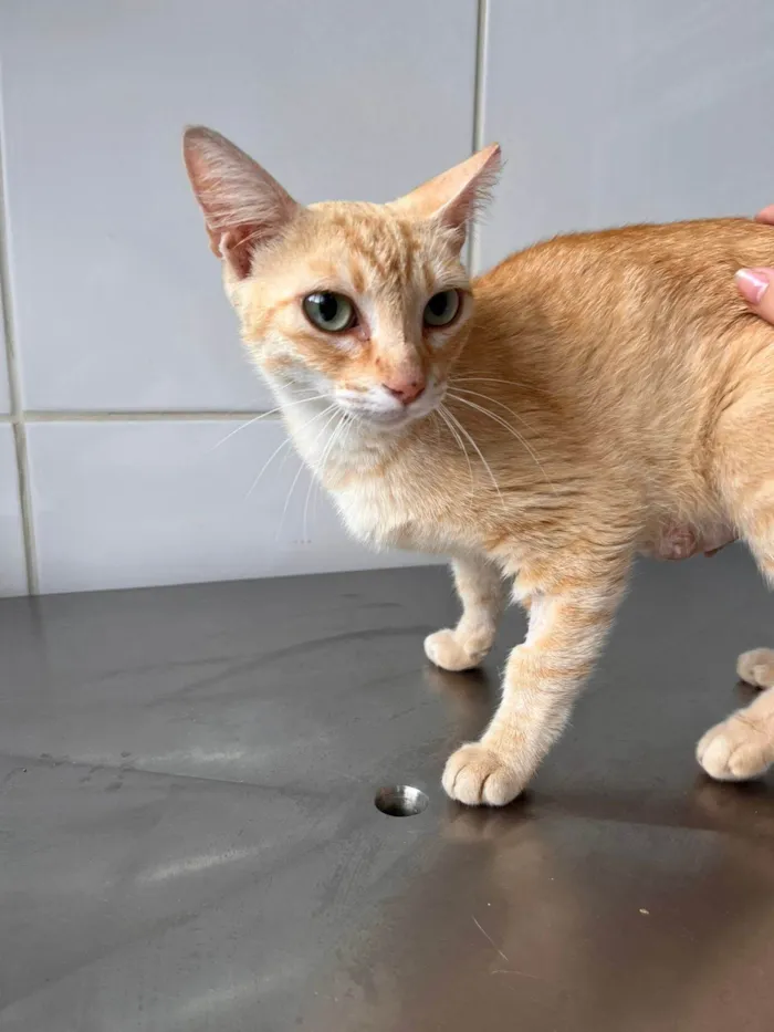 Gato ra a SRD-ViraLata idade 1 ano nome Lady