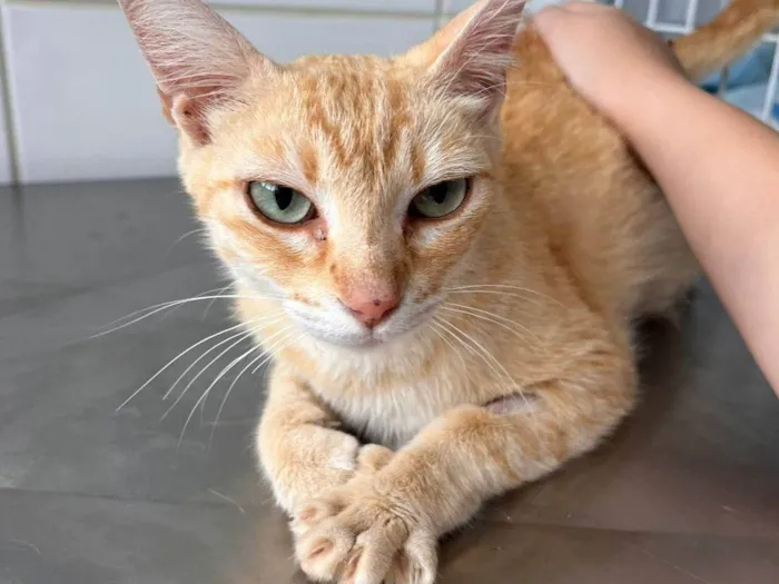 Gato ra a SRD-ViraLata idade 1 ano nome Lady