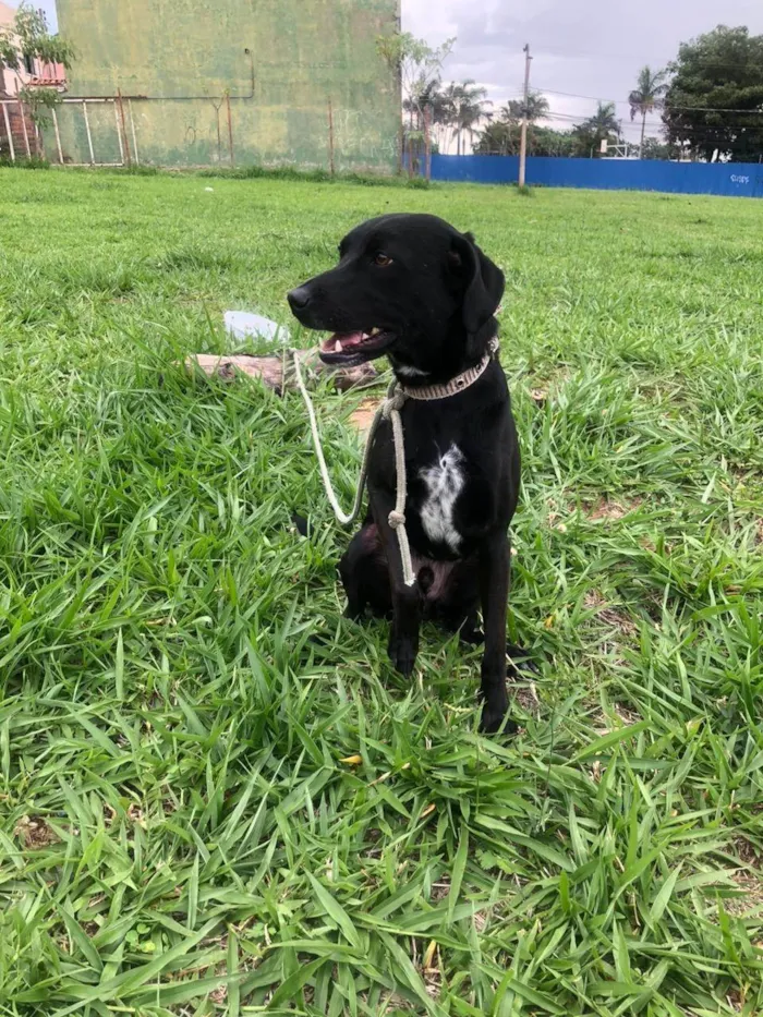 Cachorro ra a SRD-ViraLata idade 2 anos nome Marcel procura um lar