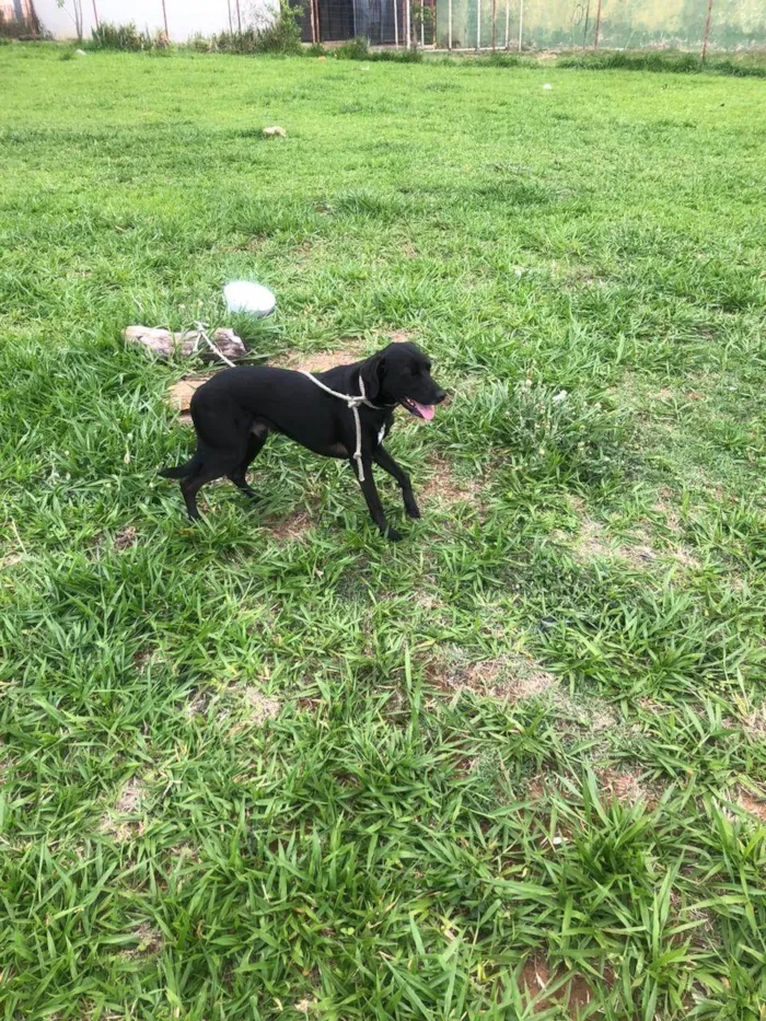 Cachorro ra a SRD-ViraLata idade 2 anos nome Marcel procura um lar