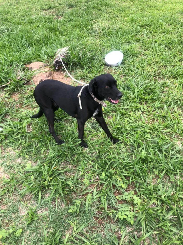 Cachorro ra a SRD-ViraLata idade 2 anos nome Marcel procura um lar