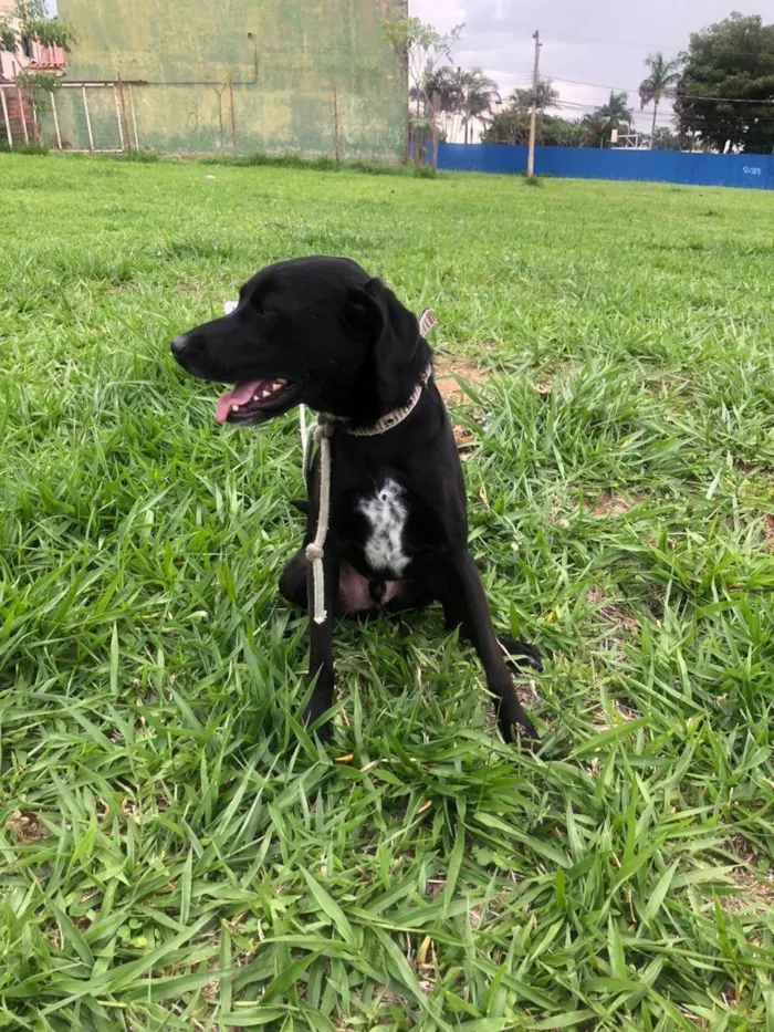 Cachorro ra a SRD-ViraLata idade 2 anos nome Marcel procura um lar