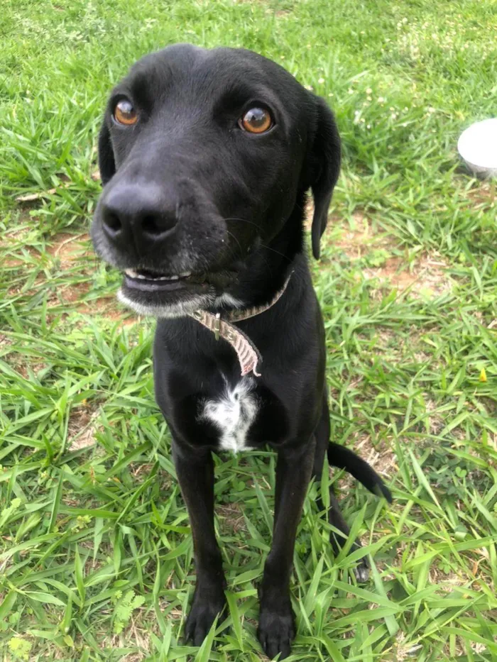 Cachorro ra a SRD-ViraLata idade 2 anos nome Marcel procura um lar