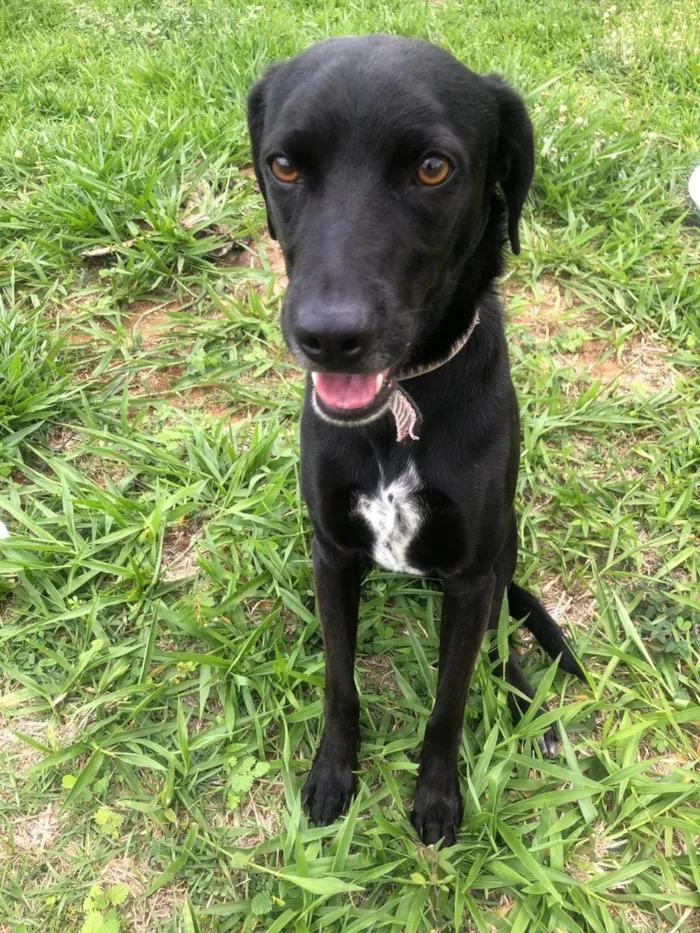 Cachorro ra a SRD-ViraLata idade 2 anos nome Marcel procura um lar