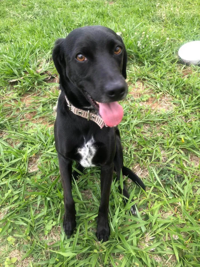 Cachorro ra a SRD-ViraLata idade 2 anos nome Marcel procura um lar