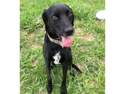 Cachorro raça SRD-ViraLata idade 2 anos nome Marcel procura um lar