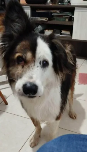 Cachorro raça SRD-ViraLata idade 6 ou mais anos nome Jack