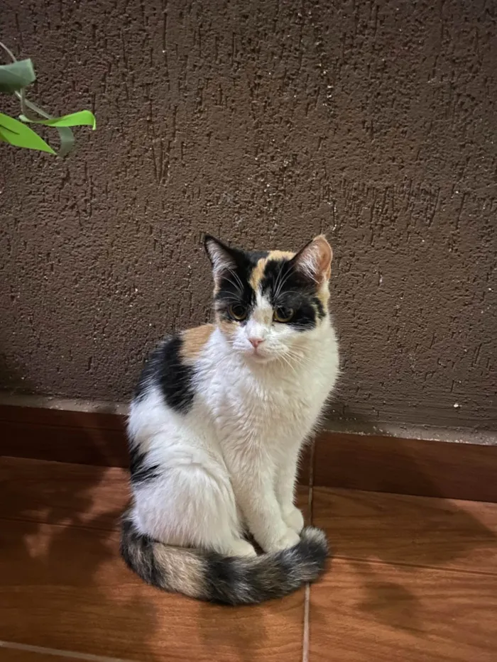 Gato ra a SRD-ViraLata idade 2 anos nome Sem nome