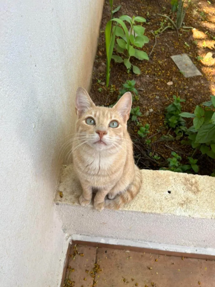 Gato ra a SRD-ViraLata idade 1 ano nome Tofu