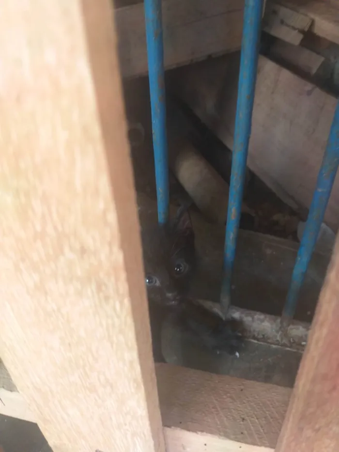 Gato ra a SRD-ViraLata idade 5 anos nome mia 