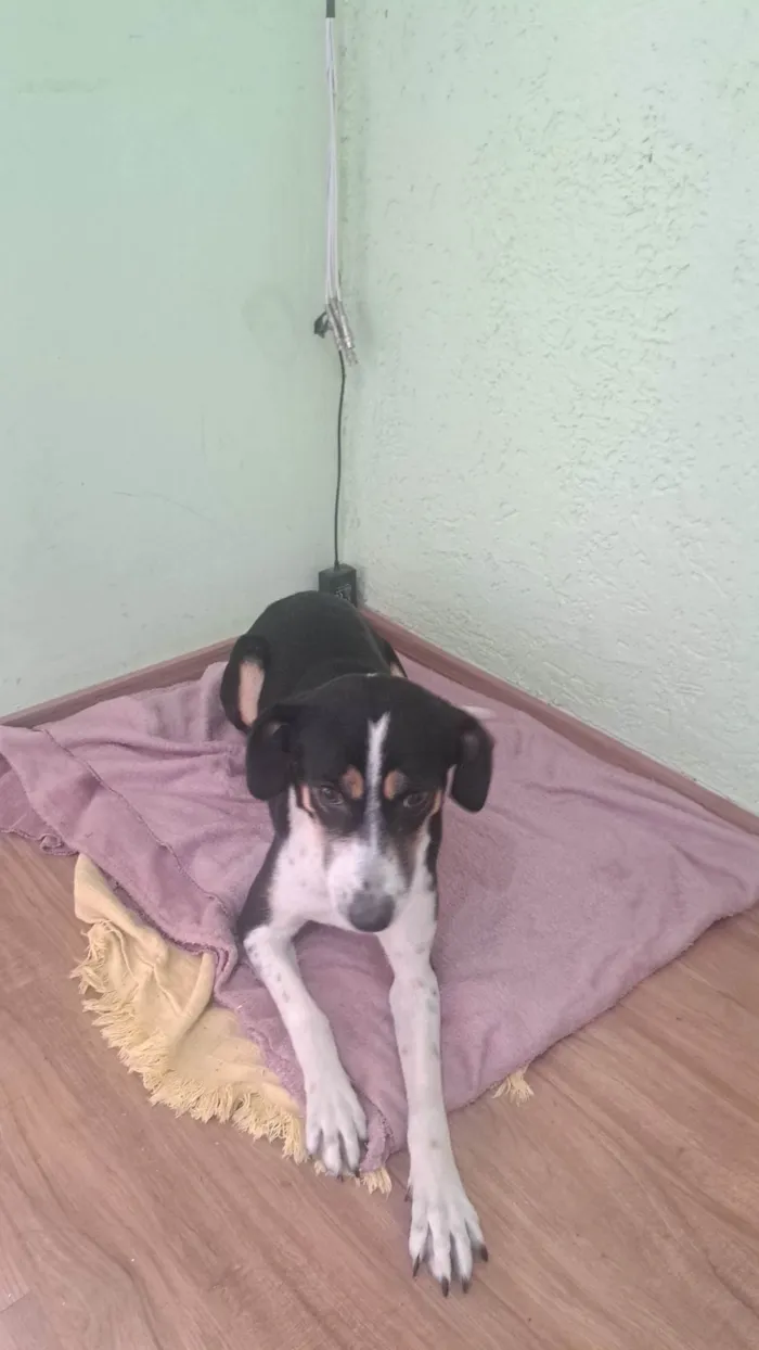 Cachorro ra a SRD-ViraLata idade 4 anos nome Princesa 