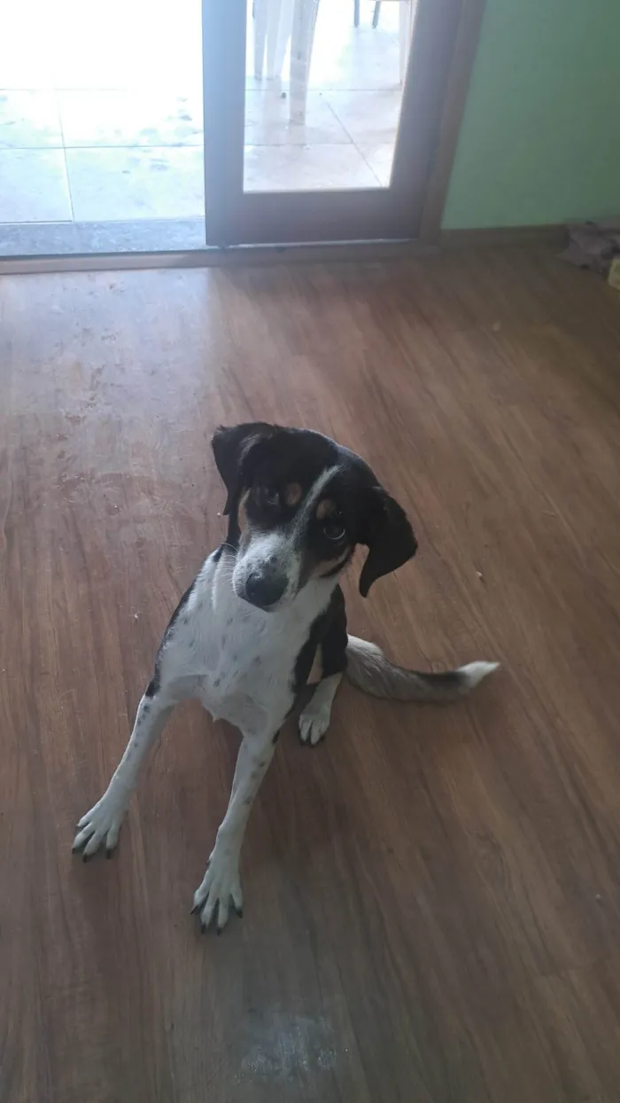 Cachorro ra a SRD-ViraLata idade 4 anos nome Princesa 