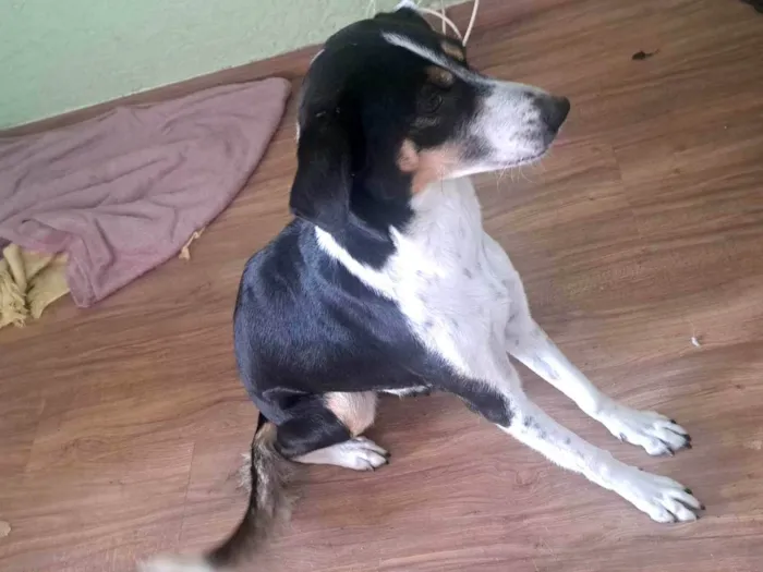 Cachorro ra a SRD-ViraLata idade 4 anos nome Princesa 