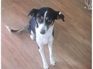 Cachorro raça SRD-ViraLata idade 4 anos nome Princesa 