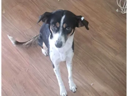 Cachorro raça SRD-ViraLata idade 4 anos nome Princesa 