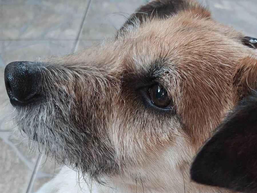 Cachorro raça SRD-ViraLata idade 2 anos nome Whisky
