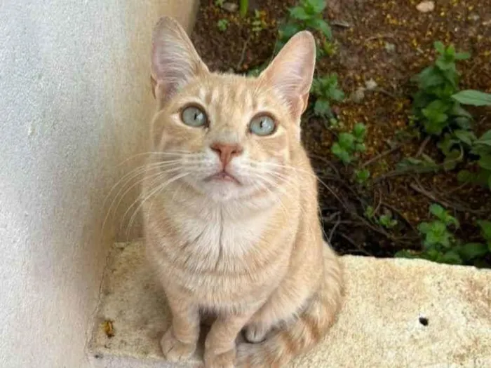 Gato ra a SRD-ViraLata idade 1 ano nome Tofu