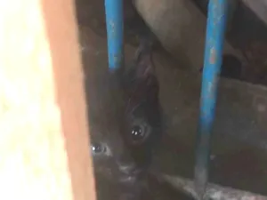 Gato raça SRD-ViraLata idade 5 anos nome mia 