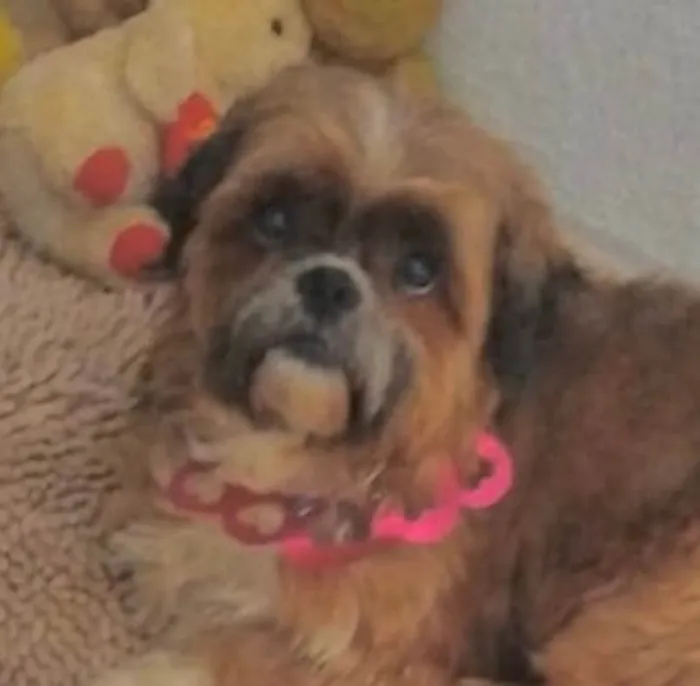 Cachorro ra a Shitzu idade 2 anos nome Lili 