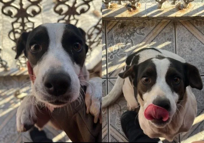Cachorro ra a SRD-ViraLata idade 2 anos nome Esmeralda
