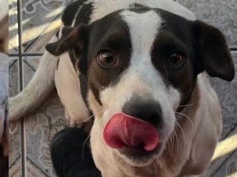Cachorro ra a SRD-ViraLata idade 2 anos nome Esmeralda