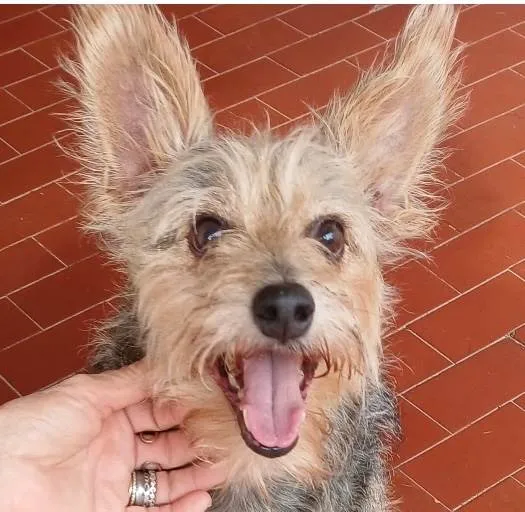 Cachorro ra a Poodle idade 2 anos nome Estopim 