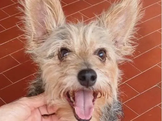 Cachorro ra a Poodle idade 2 anos nome Estopim 