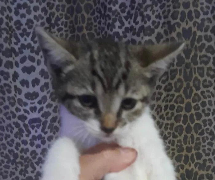 Gato ra a SRD-ViraLata idade 2 a 6 meses nome Chico 