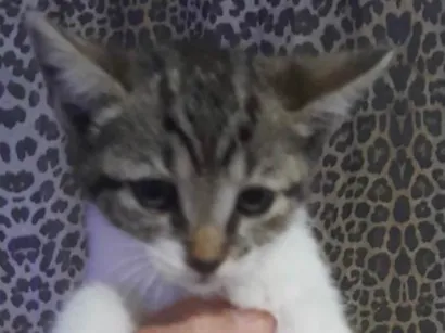 Gato raça SRD-ViraLata idade 2 a 6 meses nome Chico 