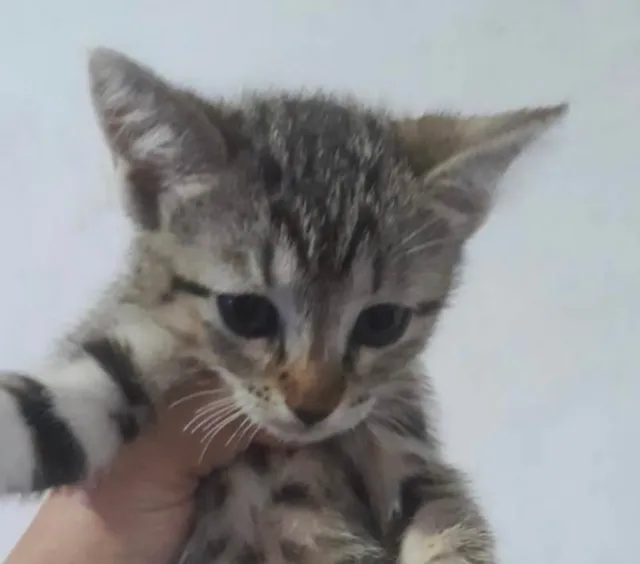Gato ra a SRD-ViraLata idade 2 a 6 meses nome Nino 