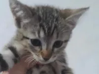 Gato raça SRD-ViraLata idade 2 a 6 meses nome Nino 