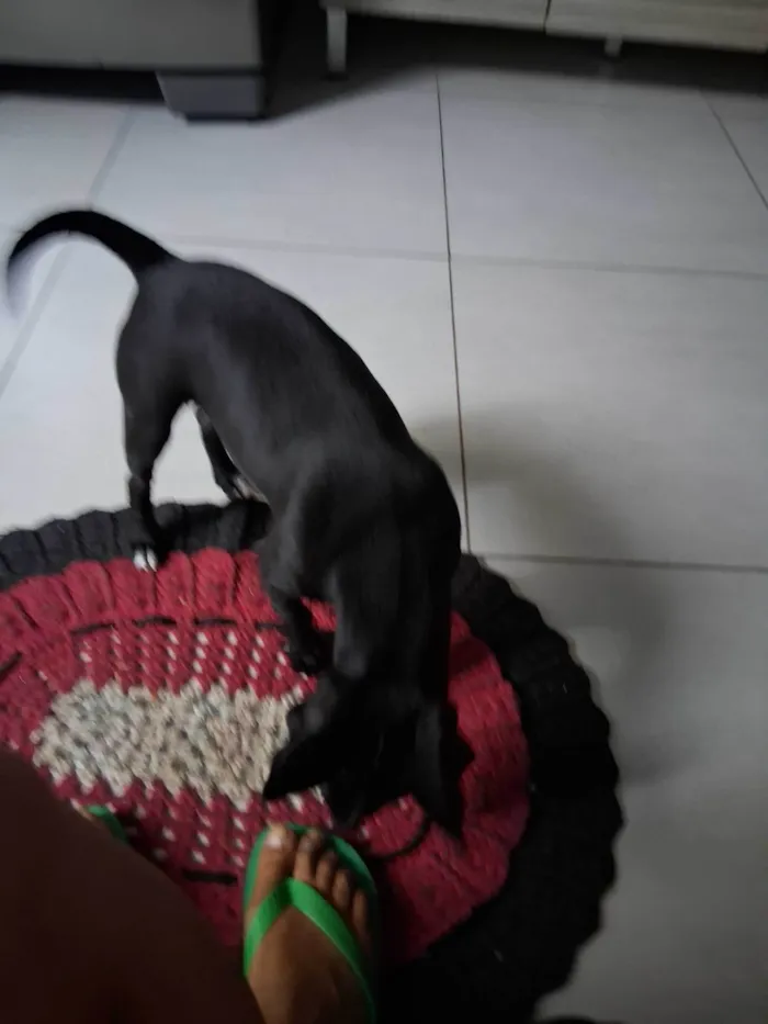 Cachorro ra a Pit-Bull idade 2 a 6 meses nome Jully