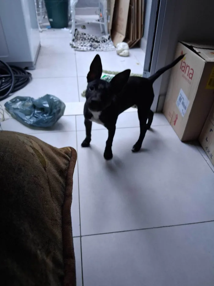 Cachorro ra a Pit-Bull idade 2 a 6 meses nome Jully