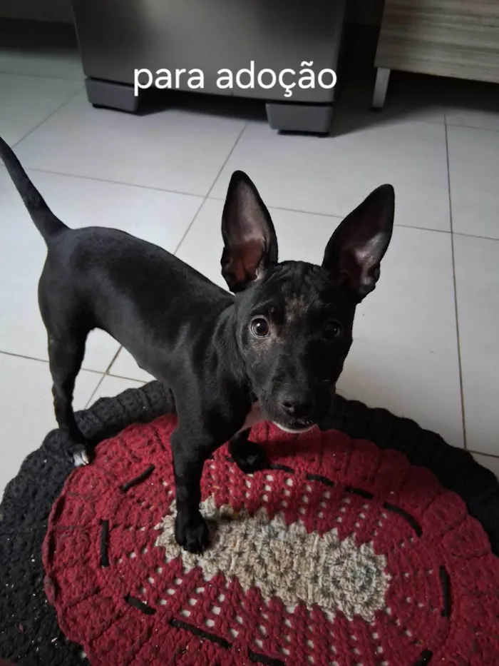 Cachorro ra a Pit-Bull idade 2 a 6 meses nome Jully