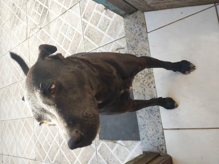 Cachorro ra a SRD-ViraLata idade 3 anos nome Beto